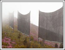 Fog Harvesting in Chile